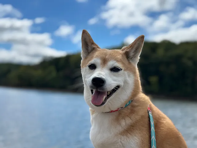 Tails Vosk a Shiba Inu and the CMO Chief Mining Officer at VoskCoin